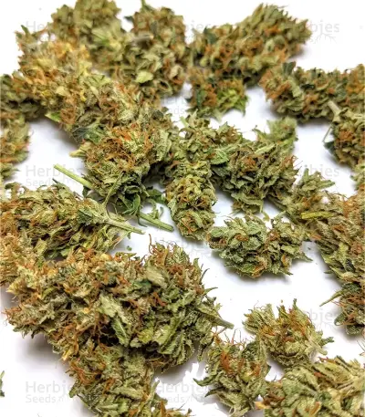 Panama Haze Regular Seeds