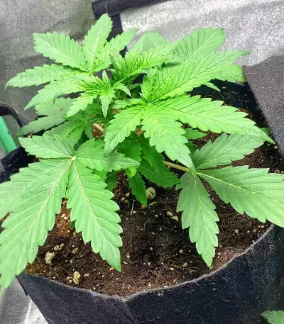 Graines de Purple Juice Auto (Herbies Seeds)