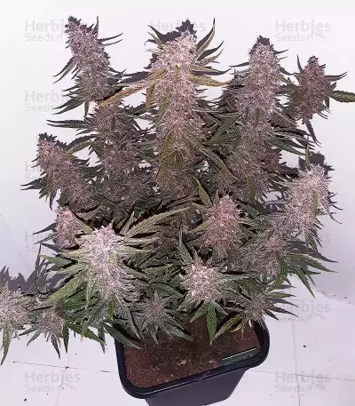 Purple Punch Auto Seeds