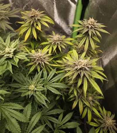 Purple Queen Seeds (Royal Queen Seeds)