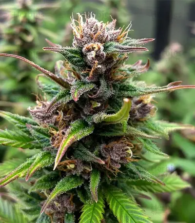 Raspberry Waffle CBD Seeds