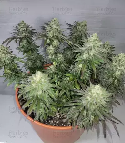 Semi Femminizzati Runtz x Layer Cake (Barney's Farm)