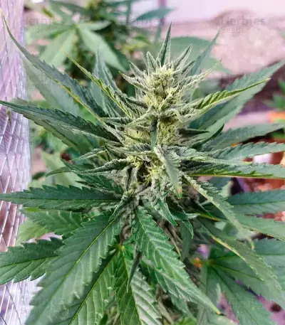 Section 781 Autoflowering Seeds (Blimburn x Herbies)