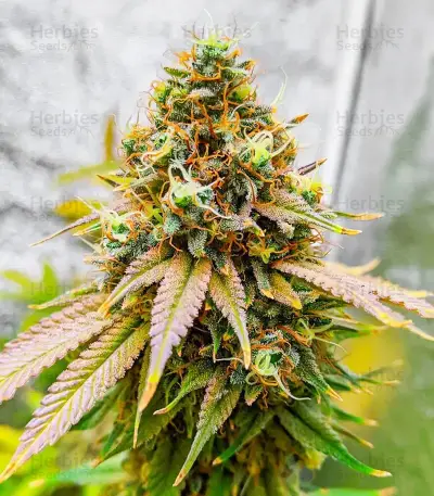 Section 781 Fast Flowering Seeds (Blimburn x Herbies)