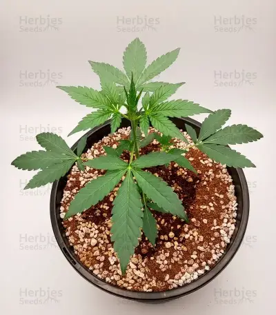 Sugarlato Auto Seeds