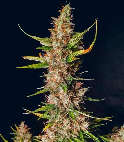 Totally Alpha OG Auto Seeds (AlphaFem Seeds)