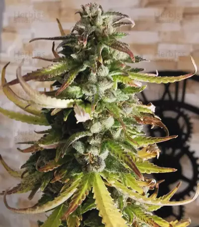 USA Auto Mix (Seedstockers)