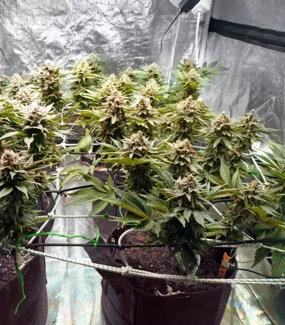 Venice Beach Afghan feminized seeds