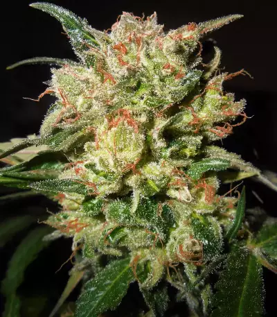 Zamaldelica x Kali China (Ace Seeds)