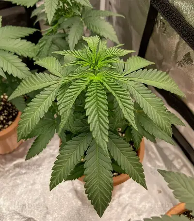Ztrawberry Seeds