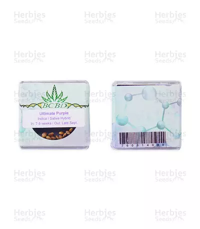 Graines de cannabis Ultimate Purple regular (BC Bud Depot Seeds)