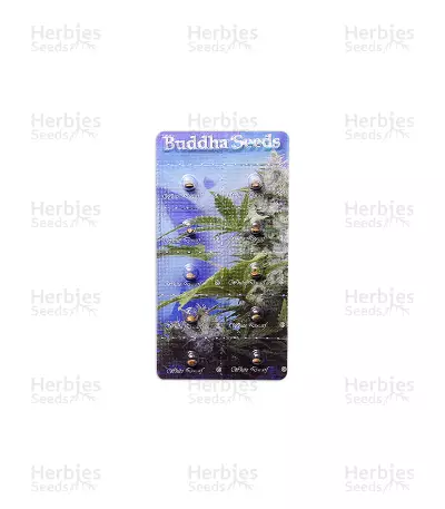 Buddha White Dwarf Auto (Buddha Seeds)