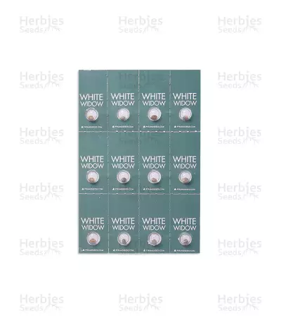White Widow feminized seeds (Pyramid Seeds)