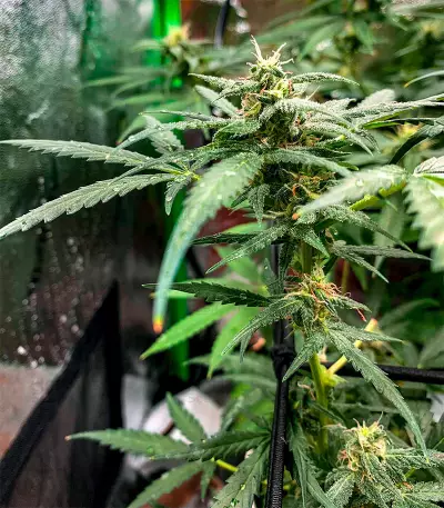 Girl Scout Cookies Autoflower (Herbies Seeds)