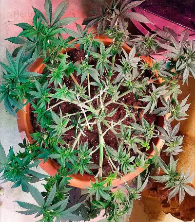 Moby Dick strain seeds