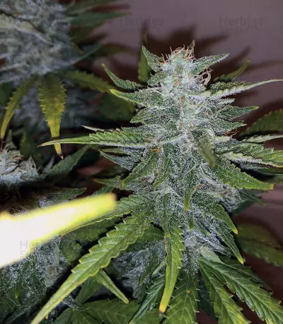 Purple Skunk Mass Seeds