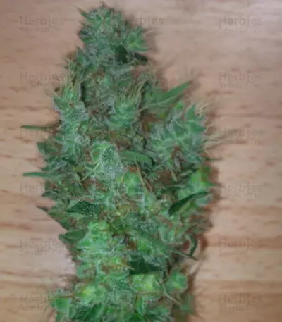 Honey Cream fem (Fast Flowering)