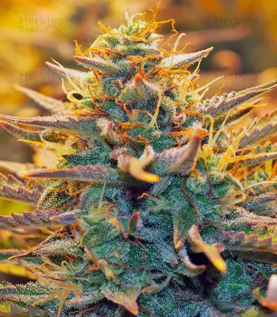 Jack 47 Auto Seeds