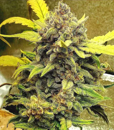 Original Auto Chemdawg Seeds