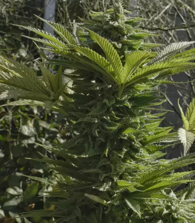 Graines de cannabis Amnesia Haze (Soma Seeds)