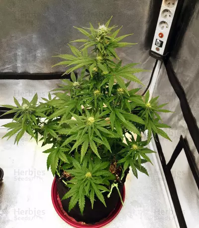 Auto Lemon Kix strain