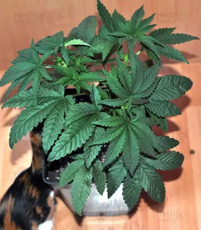 Big Head Confidential Seeds
