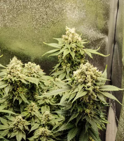 Black Jack Seeds