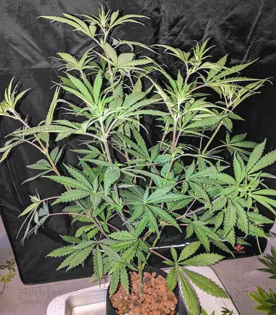 Blue Cindy feminized seeds