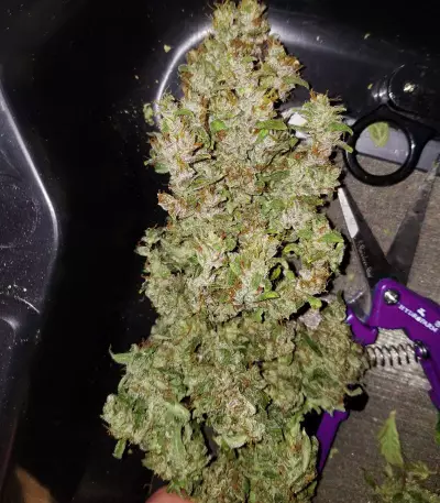 Blueberry 420 Auto Seeds
