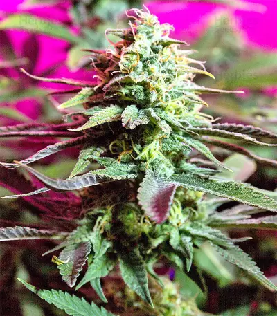 Boulder Bubblegum feminized seeds
