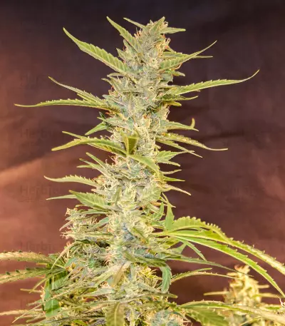 CBD Auto Compassion Lime Seeds