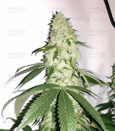 Ghost Rider OG Seeds
