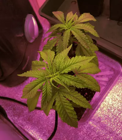 Graines de cannabis Hawaiian Snow x Wedding Cake x Gelato 33 (GHS)