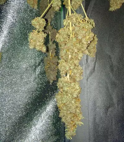 Jägg Kush feminized seeds