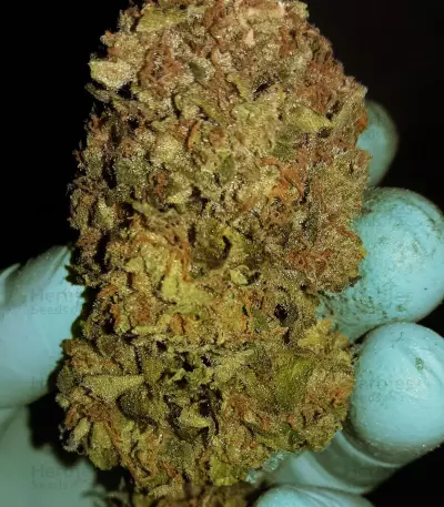 Kritikal Bilbo Auto feminized seeds