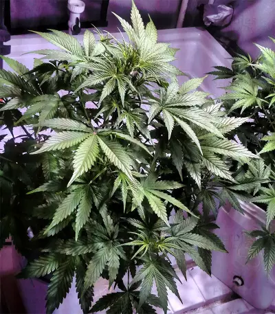 Lemon AK Auto Seeds