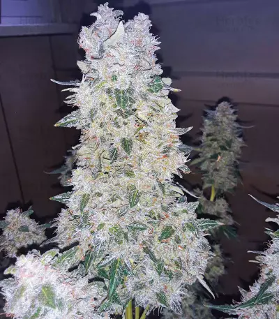 Graines de cannabis Narcotherapy Auto (Cream of the Crop Seeds)