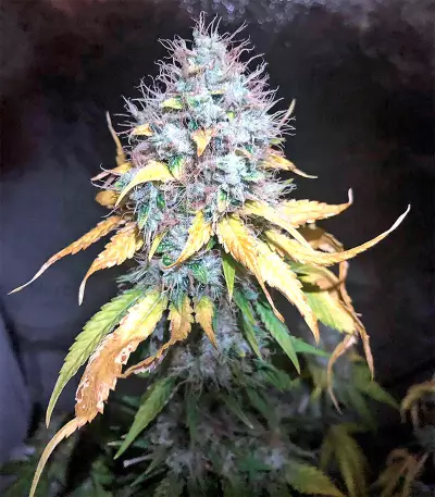 OG Kush Express Seeds