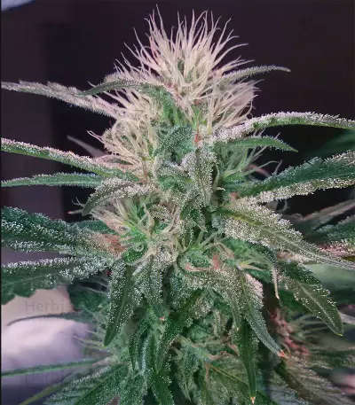 Old school Seeds