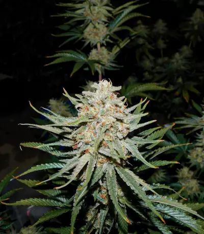 Pennywise regular (TGA Subcool Seeds / SubCool’s The Dank)