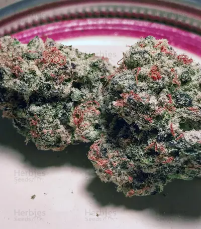Purple Punch (Big Head Seeds) Cannabis-Samen