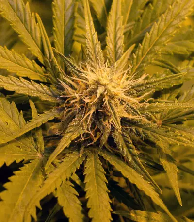 Skunk #1 Automatic (Sensi Seeds)