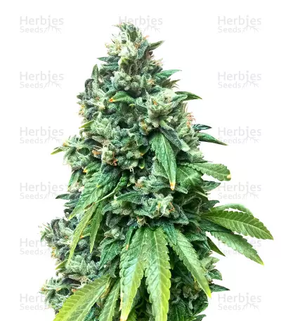 Graines de cannabis Sour Diesel (Big Head Seeds)