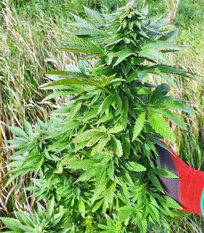 Super Skunk Autoflower (Seedstockers)