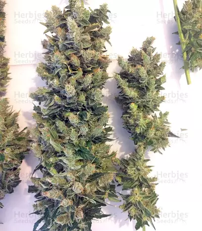 Super Skunk Seeds (Seedstockers)