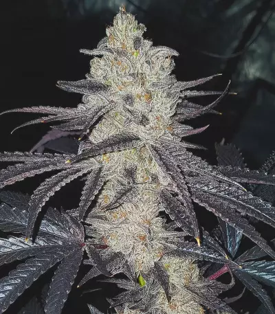 Tha Melon Seeds