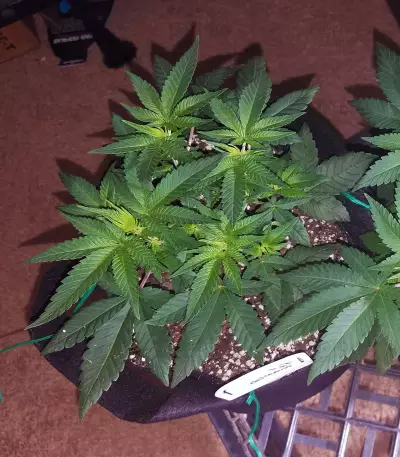 Txomango feminized seeds