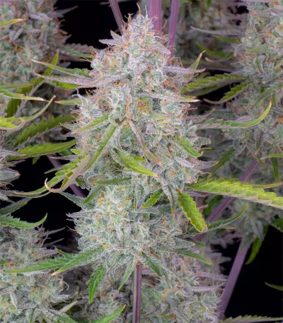 Semi femminizzati Wedding Cheesecake Auto