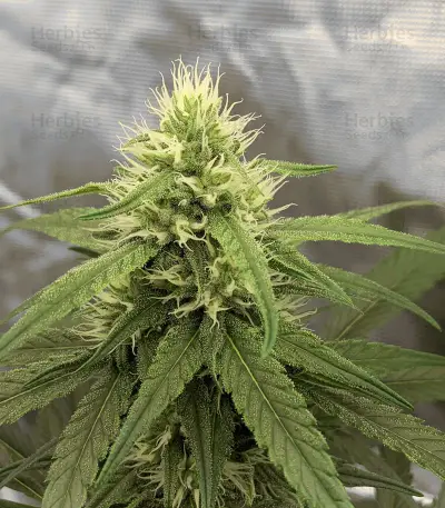 Zombie Kush feminized seeds
