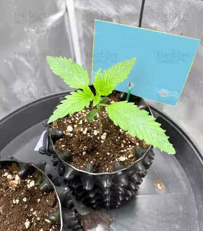 CBD Mango Haze (CBD Crew)